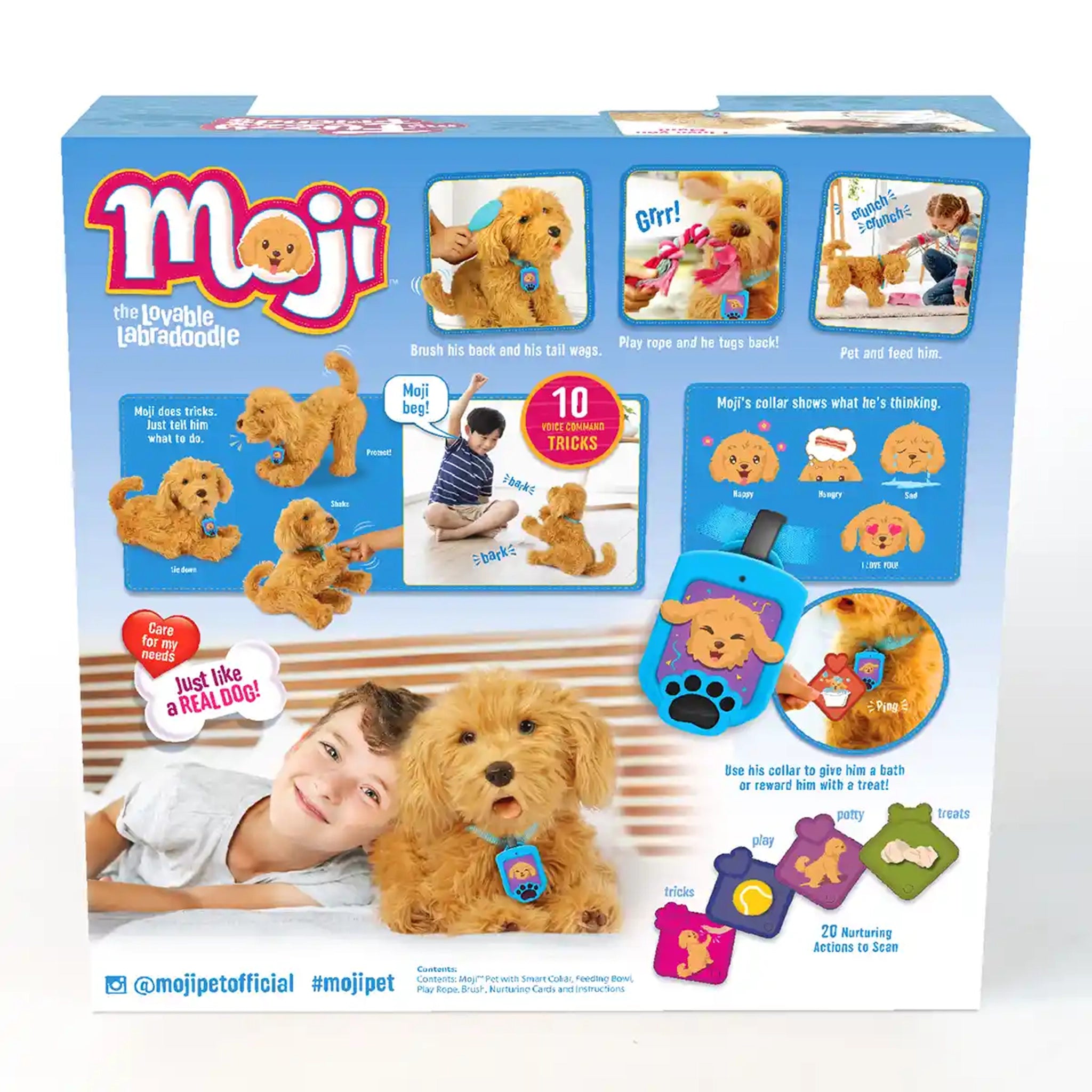 Moji The Lovable Labradoodle