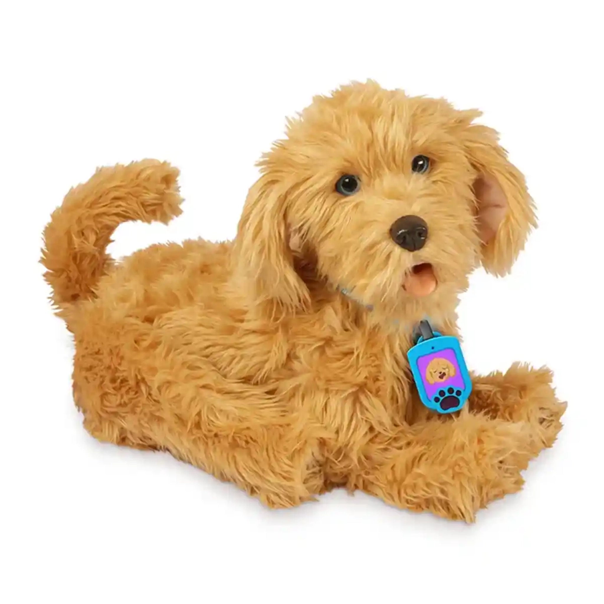 Moji The Lovable Labradoodle