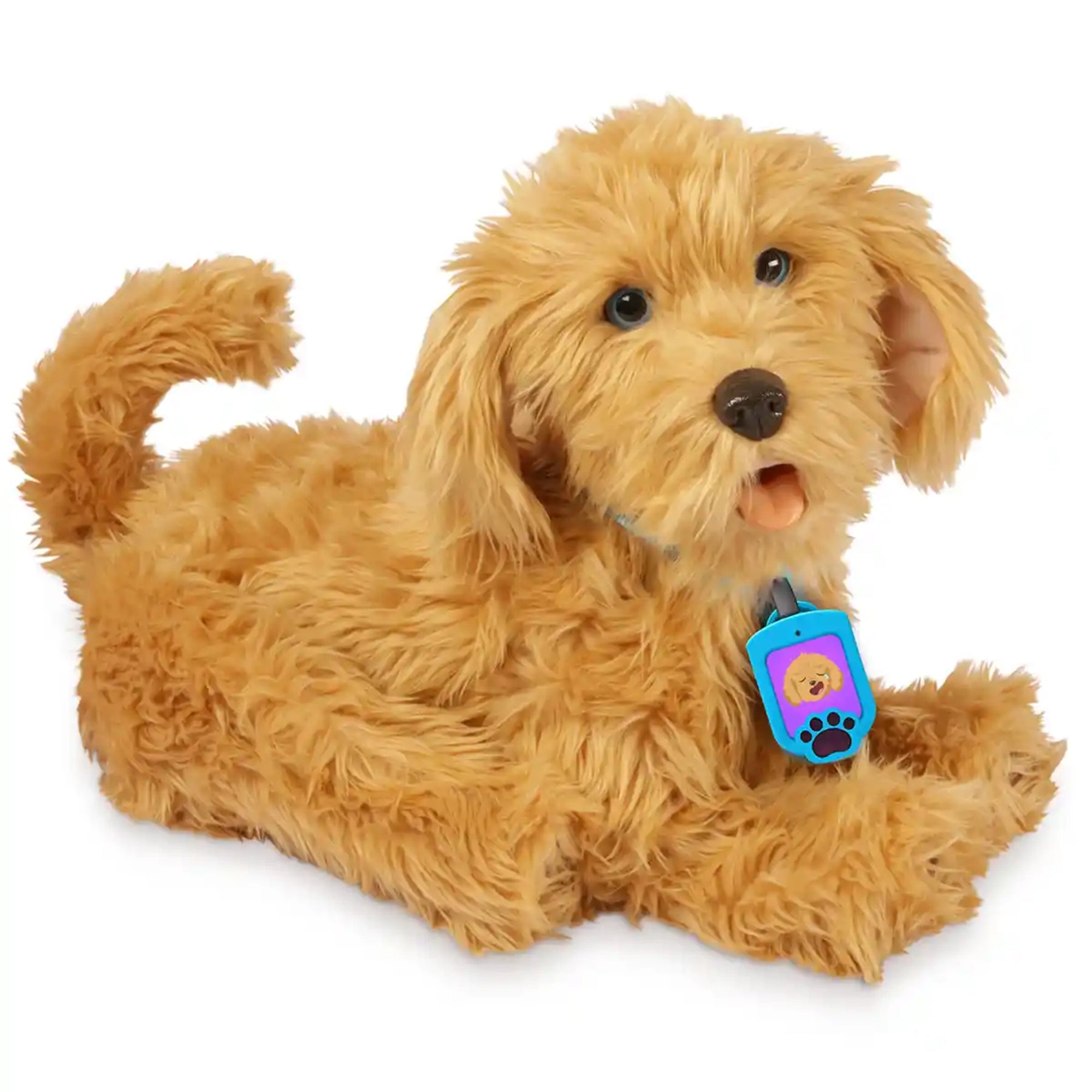 Moji The Lovable Labradoodle